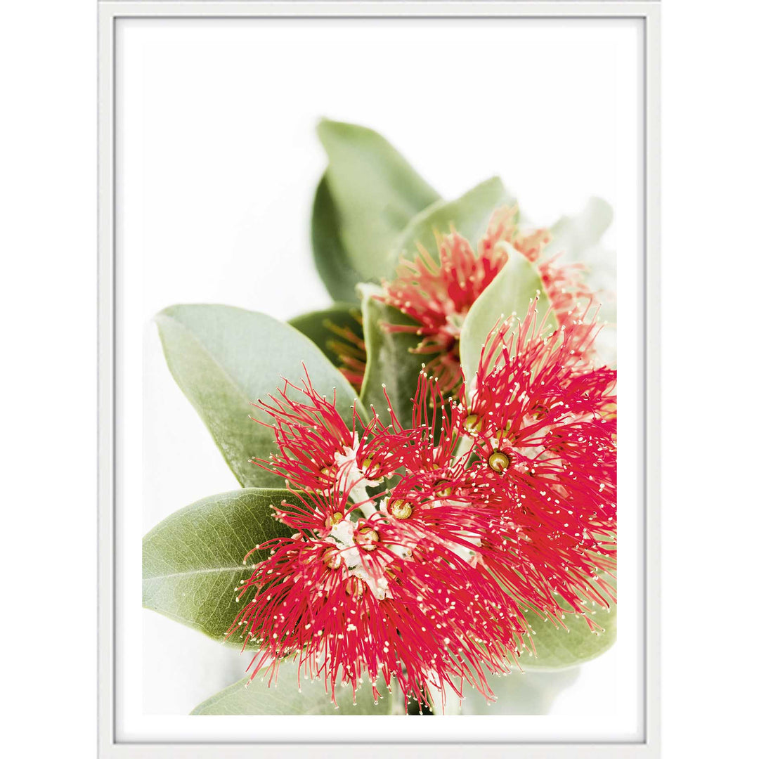 Red Eucalyptus Blossom II