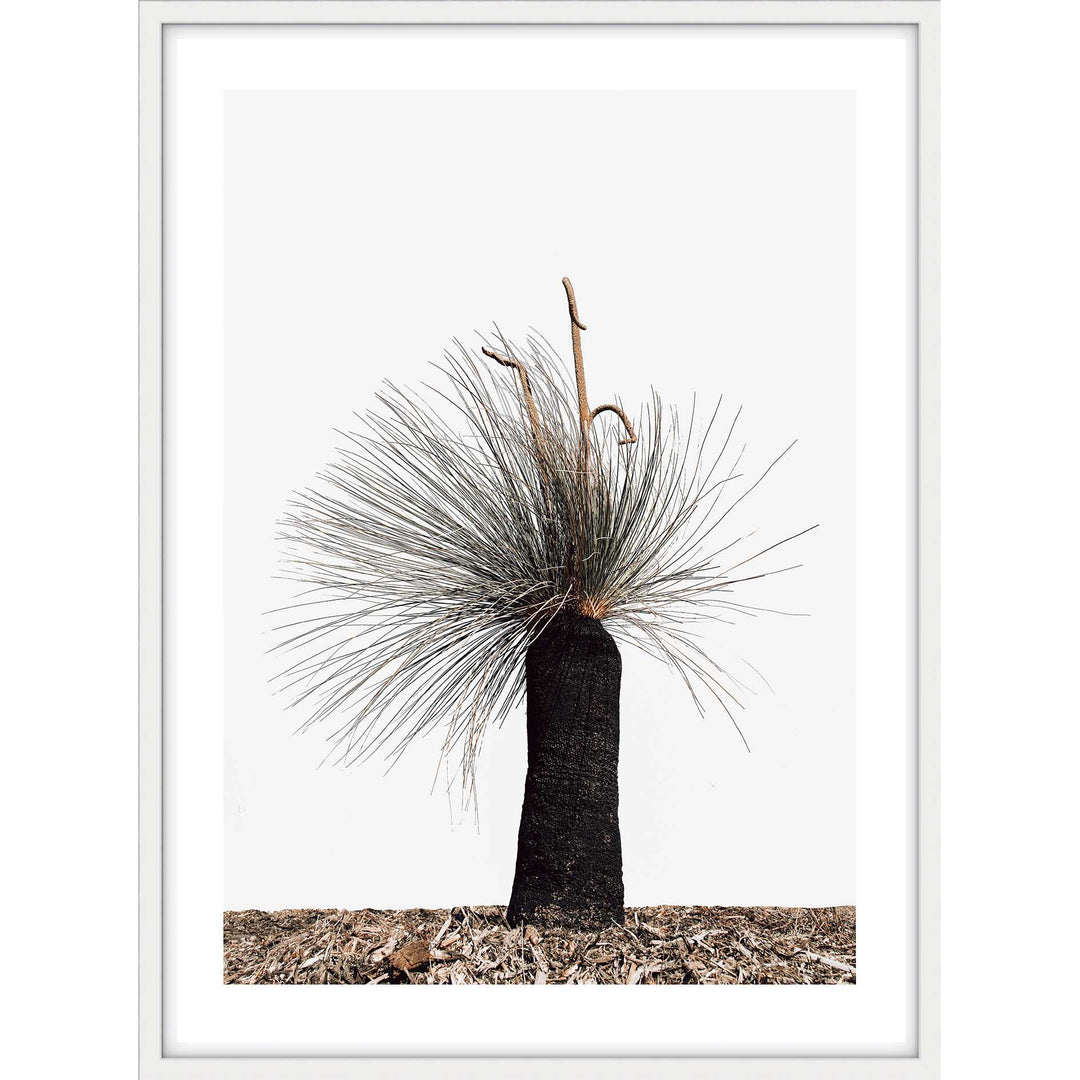 Xanthorrhoea Australis
