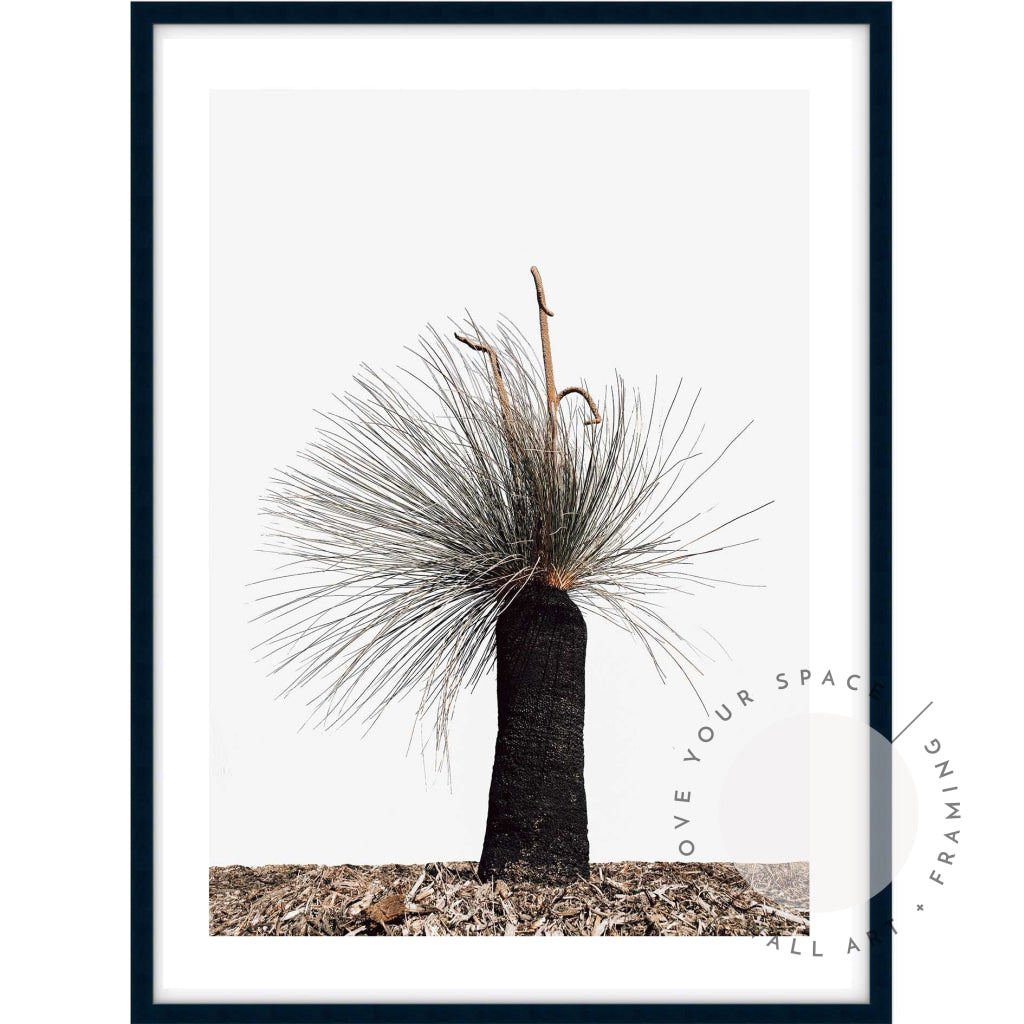 Xanthorrhoea Australis