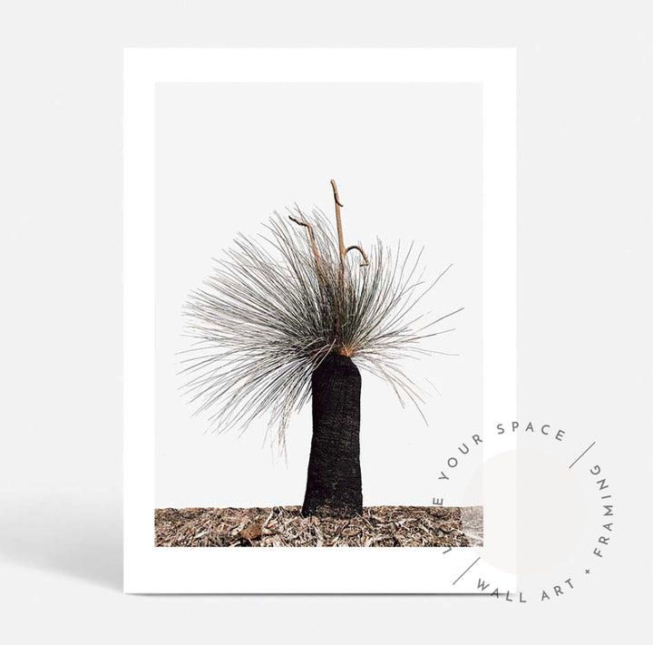 Xanthorrhoea Australis