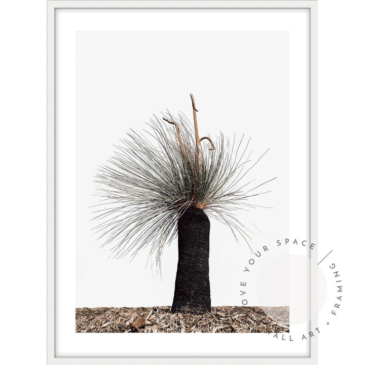 Xanthorrhoea Australis