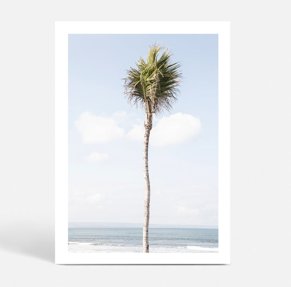 Bali Palm