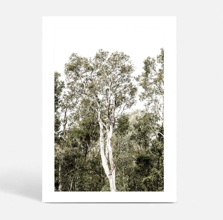 Tall Gums I