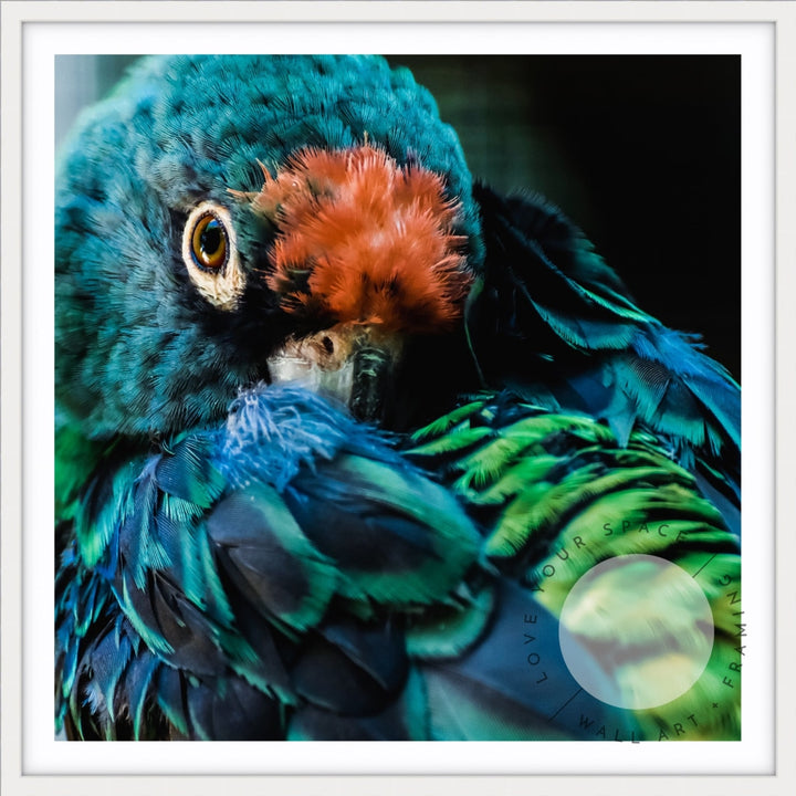 Teal Parrot - SQUARE